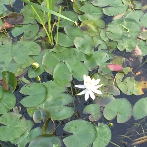 water_lily_Rush_Pond